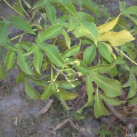 Jatropha glandulifera Roxb.